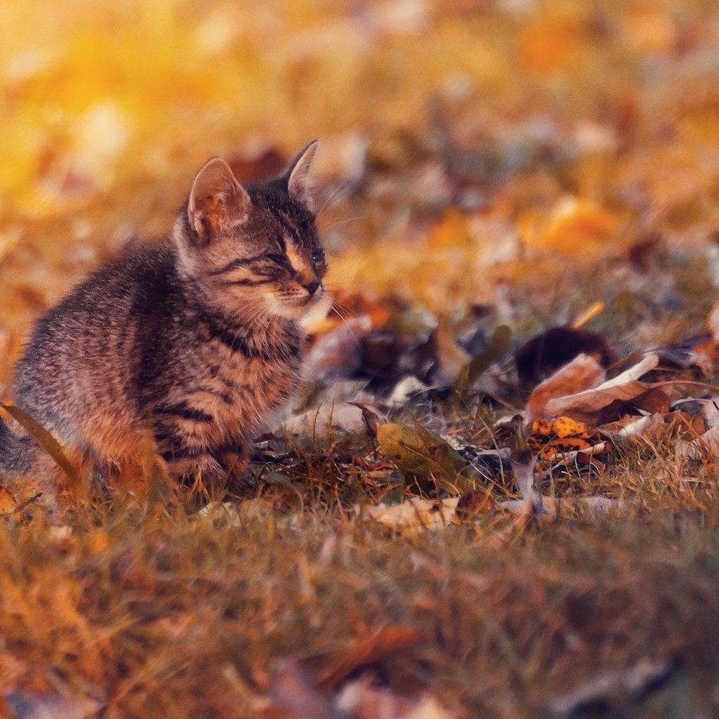 Обои листья, закат, кот, кошка, осень, котенок, осен, ленивый, leaves, sunset, cat, autumn, kitty, lazy разрешение 2048x1357 Загрузить