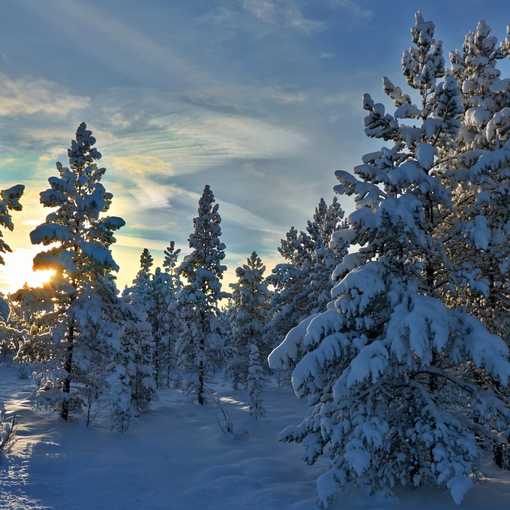 Обои деревья, снег, лес, зима, норвегия, stene, норвегии, hedmark fylke, хедмарк, trees, snow, forest, winter, norway, hedmark разрешение 4393x2962 Загрузить