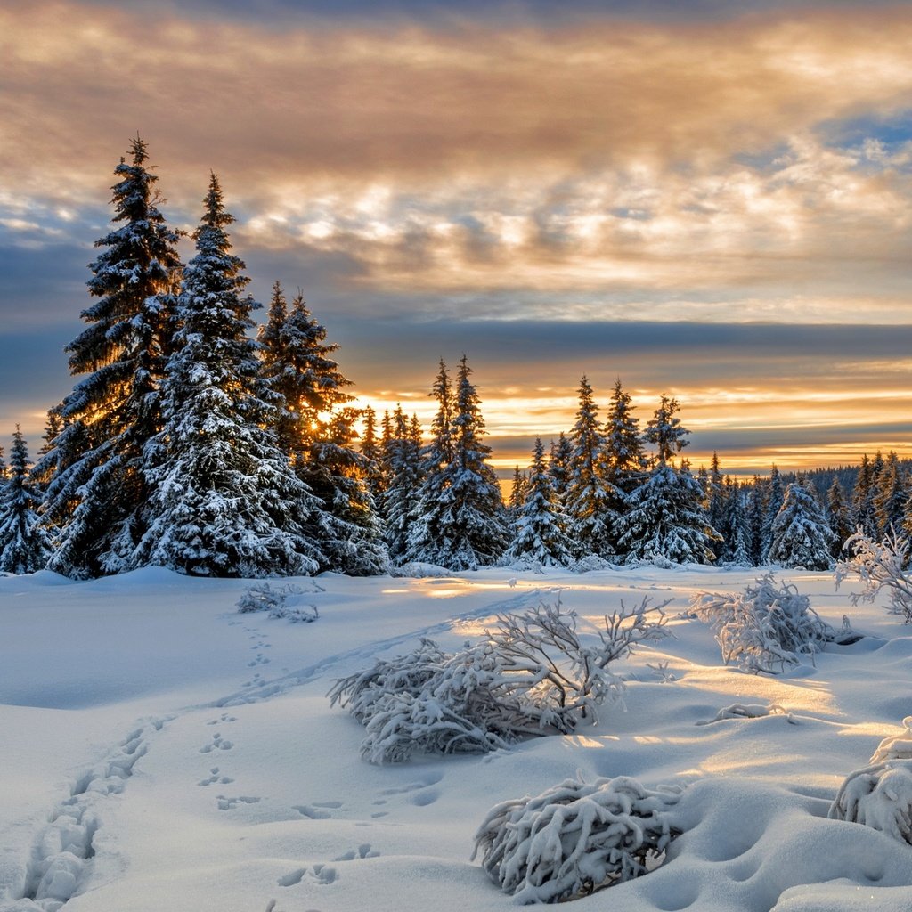 Обои снег, зима, следы, ели, норвегия, норвегии, лиллехаммер, snow, winter, traces, ate, norway, lillehammer разрешение 2000x1328 Загрузить