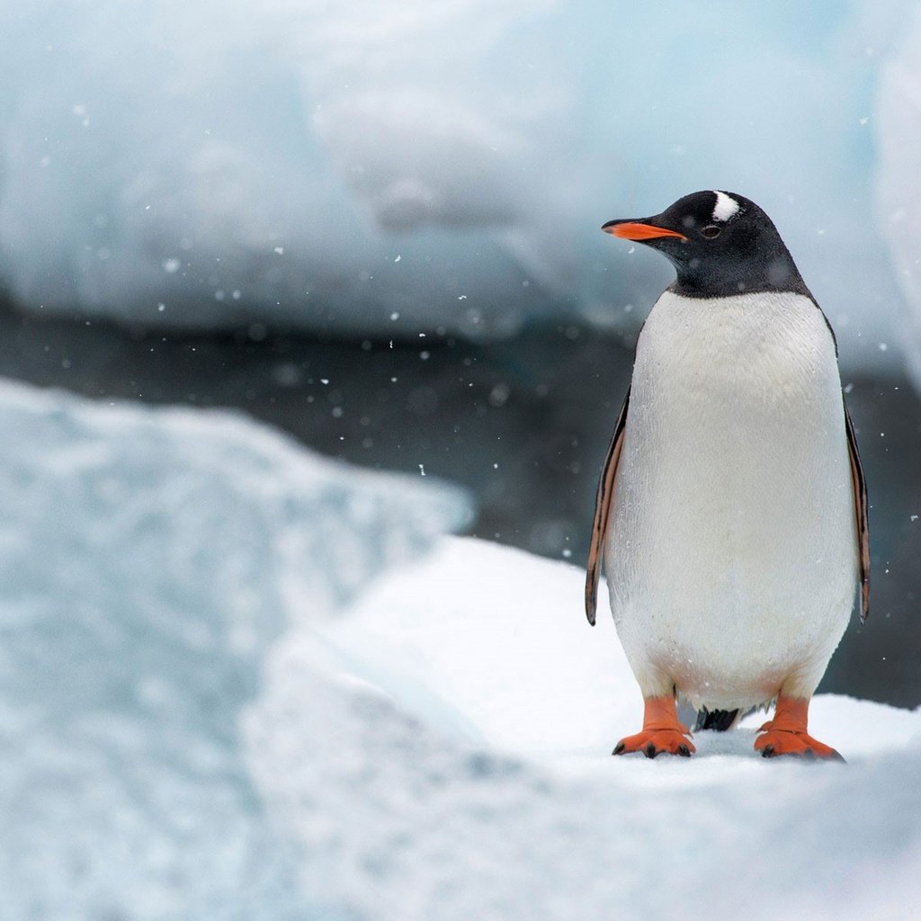 Обои снег, природа, лёд, птица, клюв, остров, пингвин, антарктида, snow, nature, ice, bird, beak, island, penguin, antarctica разрешение 1920x1200 Загрузить