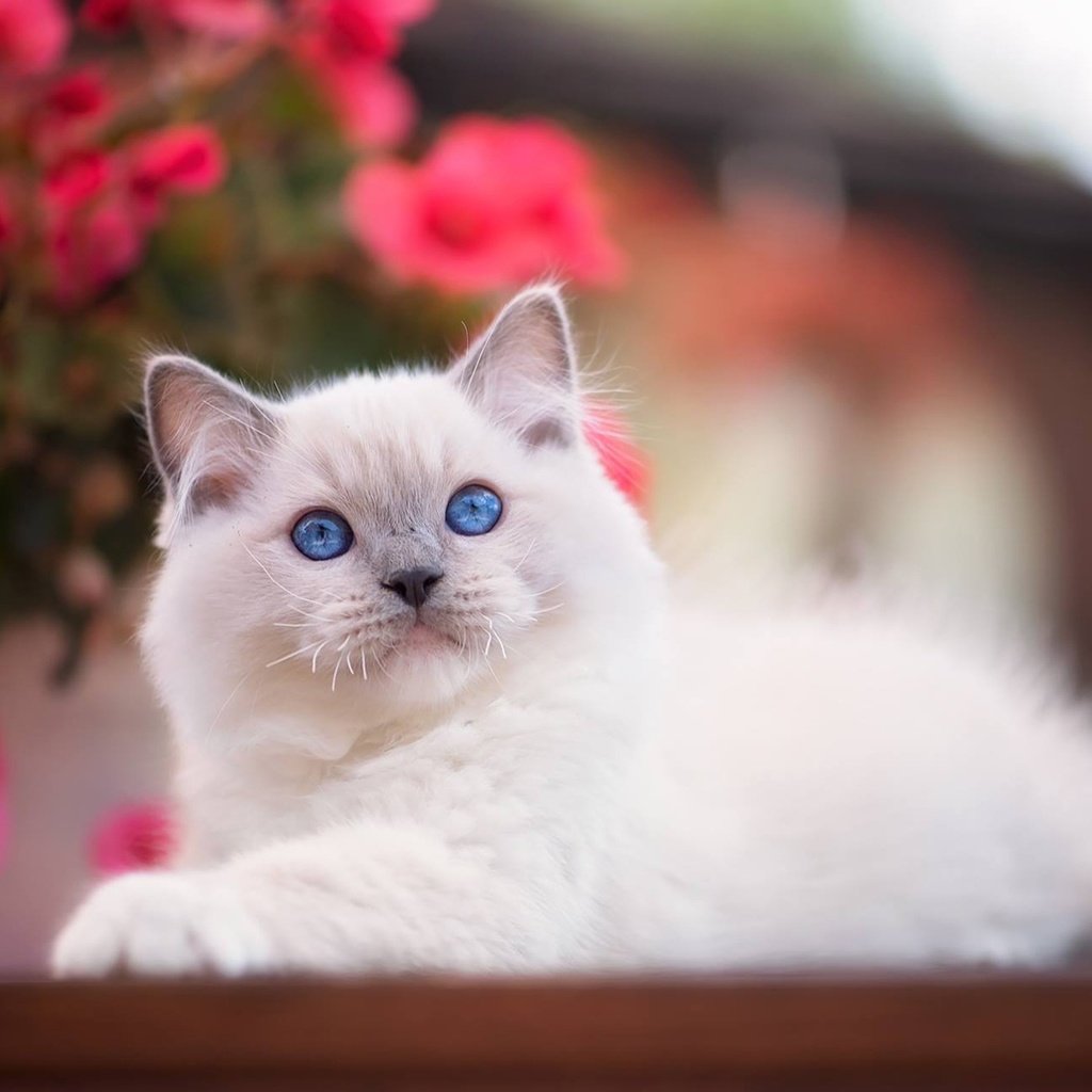 Обои взгляд, котенок, малыш, голубые глаза, боке, рэгдолл, look, kitty, baby, blue eyes, bokeh, ragdoll разрешение 1920x1279 Загрузить