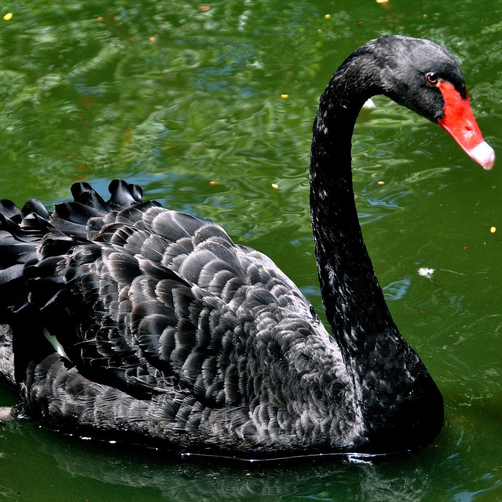 Обои черный, водоем, птица, лебедь, шея, черный лебедь, black, pond, bird, swan, neck, black swan разрешение 2048x1360 Загрузить