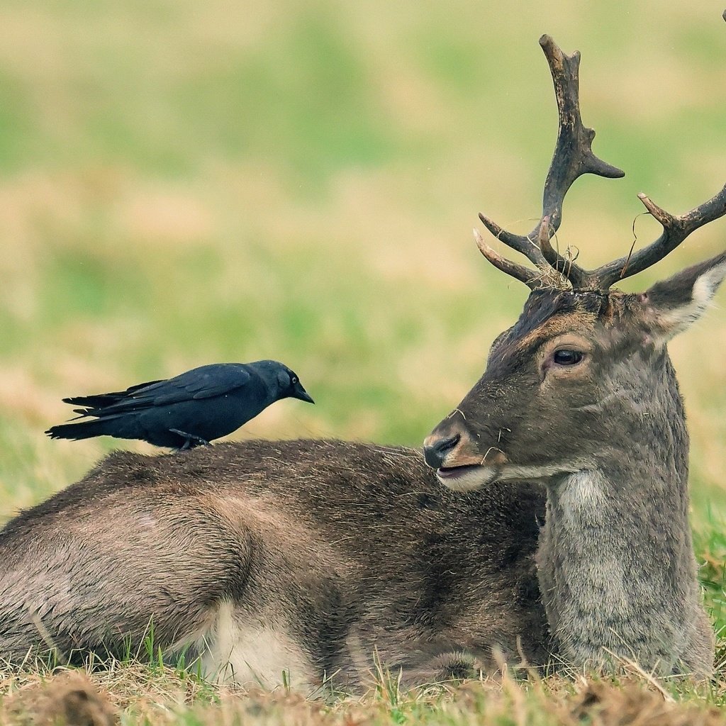 Обои природа, олень, животные, птица, ворона, nature, deer, animals, bird, crow разрешение 2046x1387 Загрузить