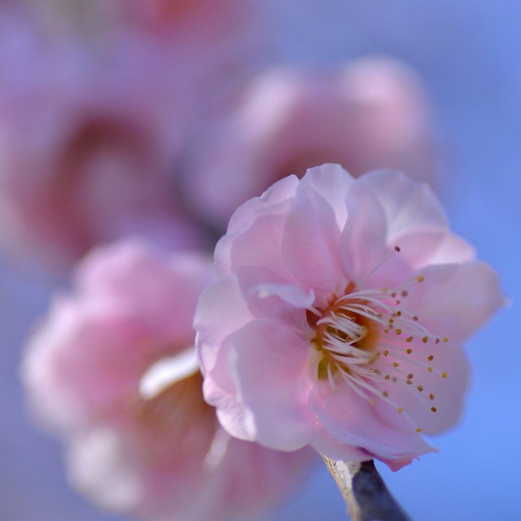 Обои природа, цветение, лепестки, весна, сакура, nature, flowering, petals, spring, sakura разрешение 3000x2140 Загрузить