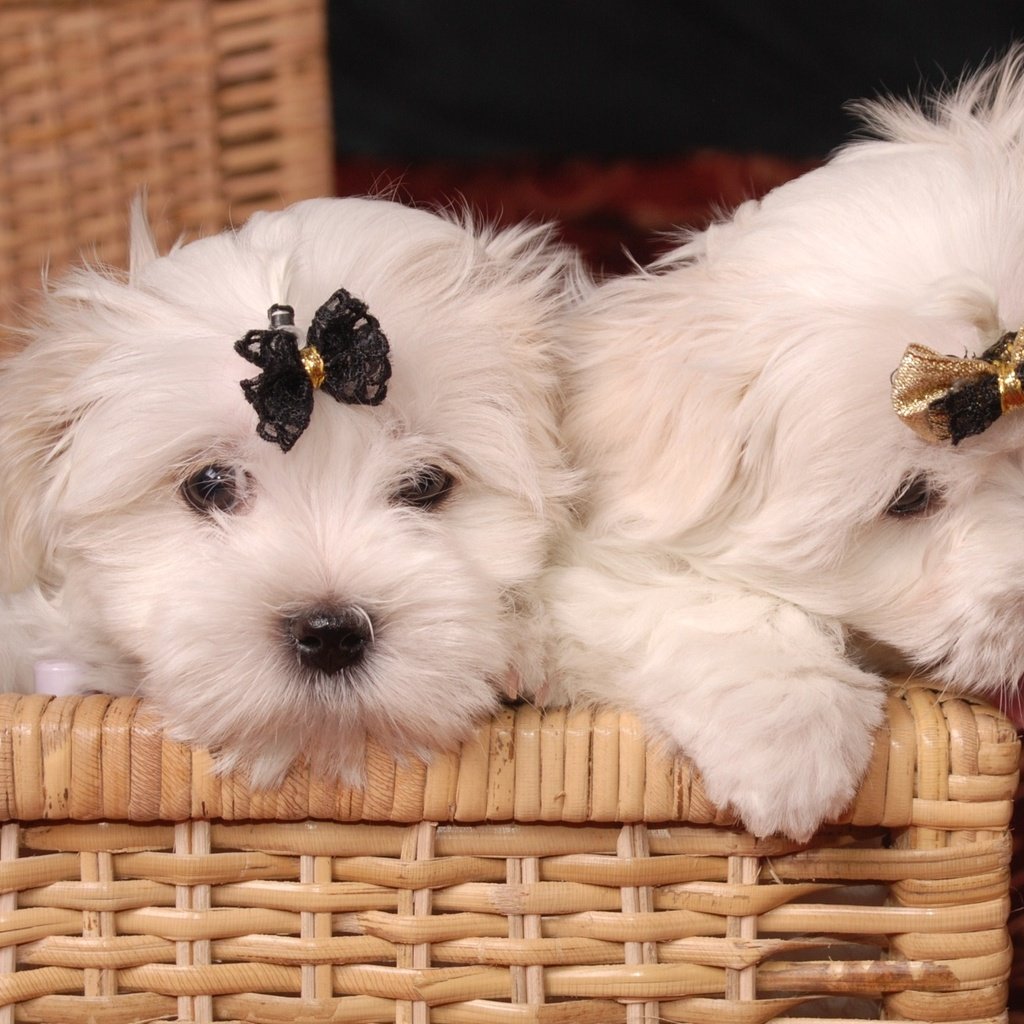 Обои корзина, щенки, собаки, бантик, болонка, мальтийская болонка, basket, puppies, dogs, bow, lapdog, maltese разрешение 2000x1310 Загрузить