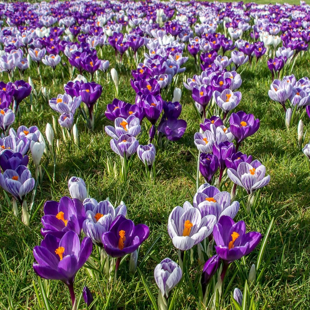 Обои цветы, трава, весна, крокусы, шафран, flowers, grass, spring, crocuses, saffron разрешение 2048x1335 Загрузить