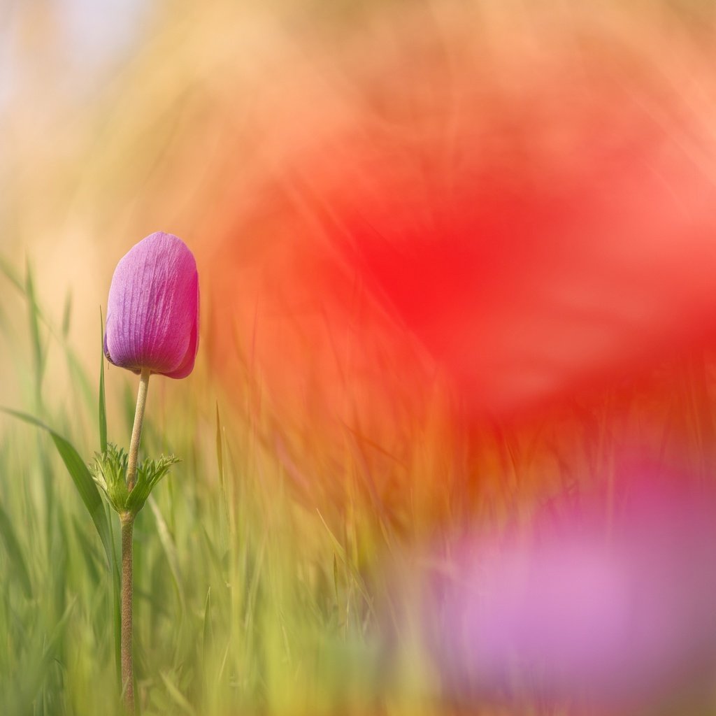 Обои цветы, трава, макро, цветок, боке, flowers, grass, macro, flower, bokeh разрешение 2500x1670 Загрузить