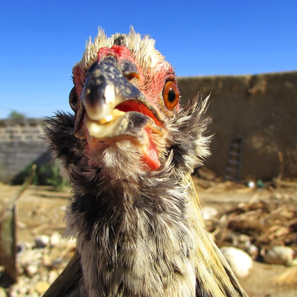 Обои небо, птица, курица, голубое небо, птаха, куриное мясо, the sky, bird, chicken, blue sky разрешение 3000x1687 Загрузить