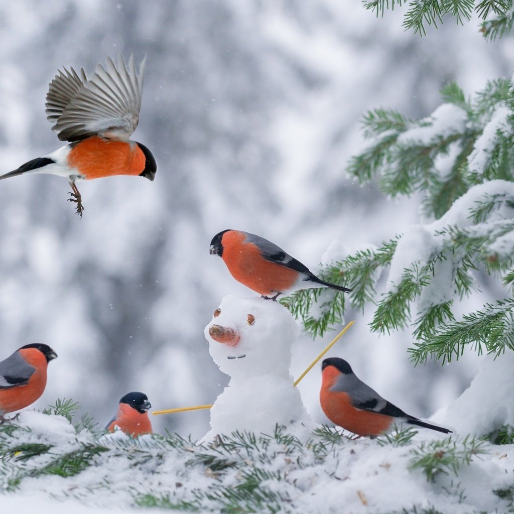 Обои снег, елка, зима, снеговик, птицы, снегирь, снегири, snow, tree, winter, snowman, birds, bullfinch, bullfinches разрешение 2048x1363 Загрузить