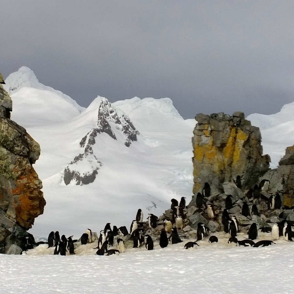 Обои скалы, антарктида, пингвины, rocks, antarctica, penguins разрешение 1920x1080 Загрузить