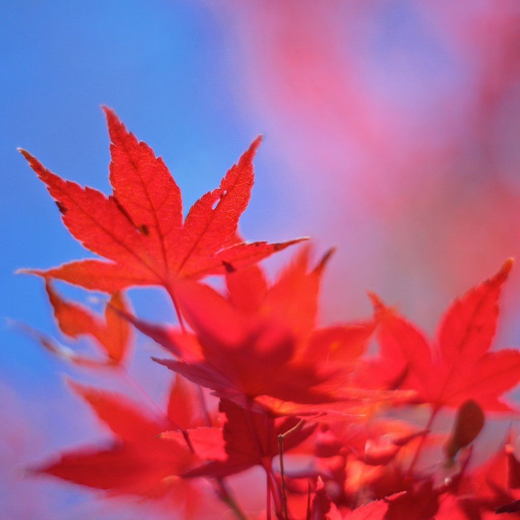 Обои небо, листья, осень, клен, багрянец, the sky, leaves, autumn, maple, the crimson разрешение 2048x1365 Загрузить