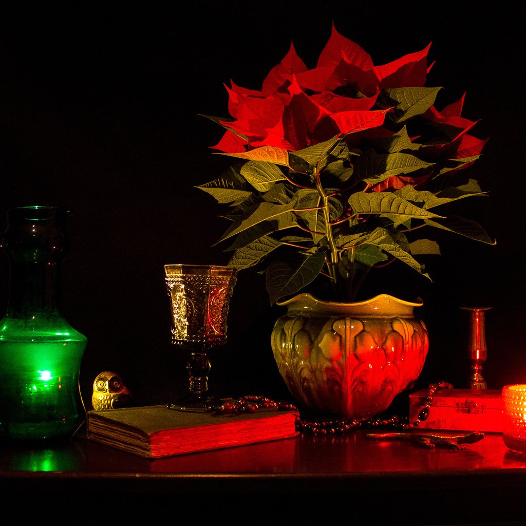 Обои мрак, цветок, растение, ваза, свеча, книга, натюрморт, горшок, the darkness, flower, plant, vase, candle, book, still life, pot разрешение 3646x2624 Загрузить