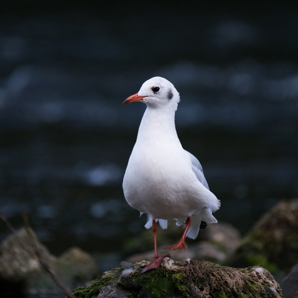 Обои природа, камни, чайка, птица, nature, stones, seagull, bird разрешение 4896x3264 Загрузить