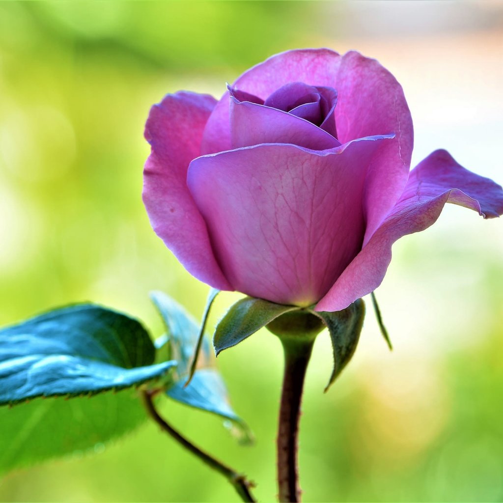 Обои макро, цветок, роза, лепестки, macro, flower, rose, petals разрешение 2048x1365 Загрузить