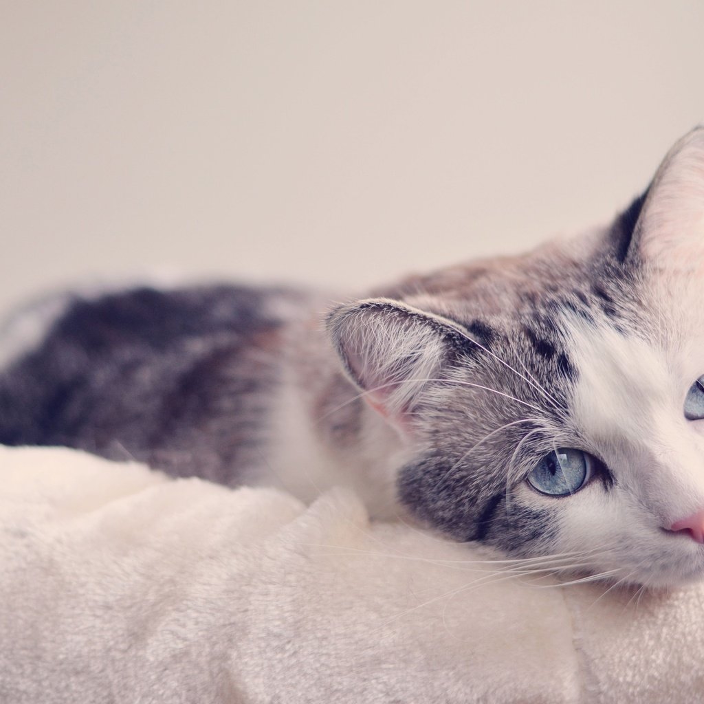 Обои мордочка, кошка, взгляд, голубые глаза, muzzle, cat, look, blue eyes разрешение 3600x2385 Загрузить