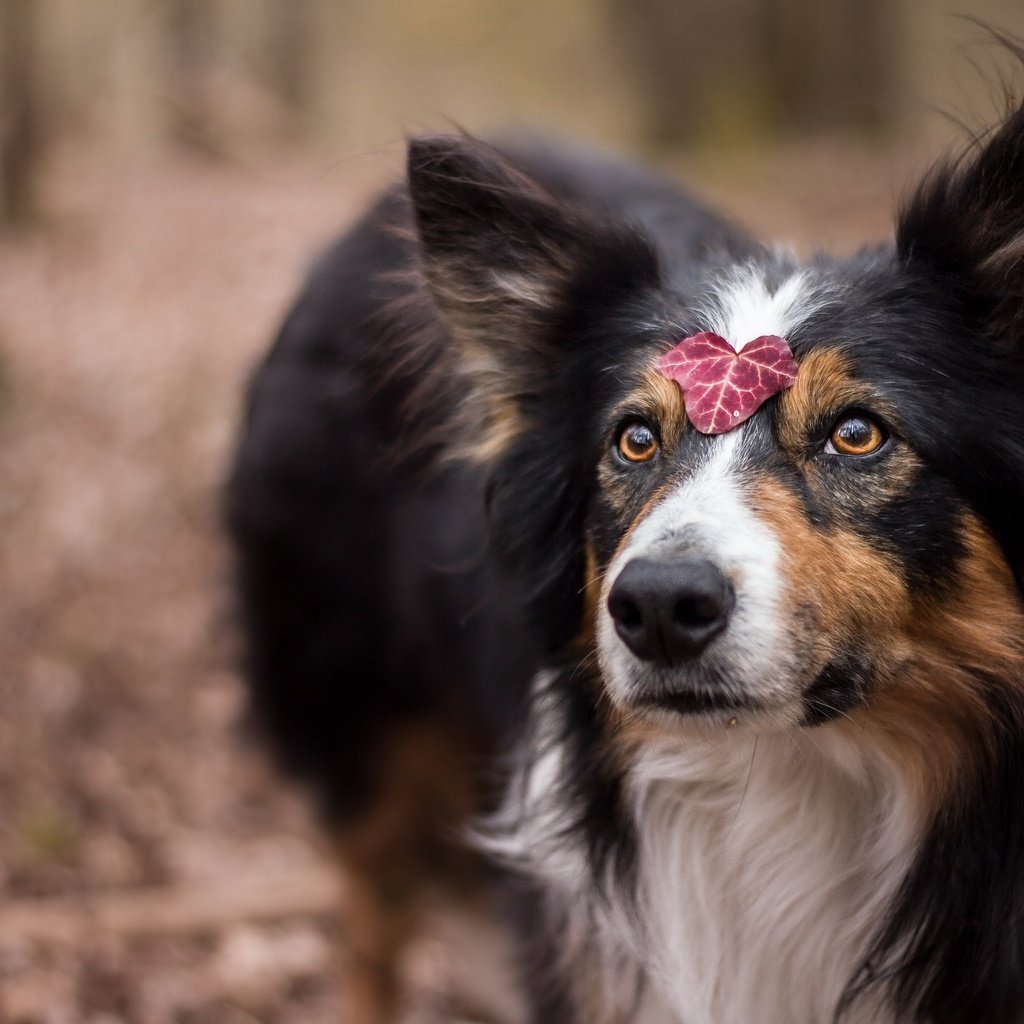 Обои глаза, взгляд, собака, лист, друг, шелти, juliette roux--merveille, eyes, look, dog, sheet, each, sheltie разрешение 2560x1707 Загрузить