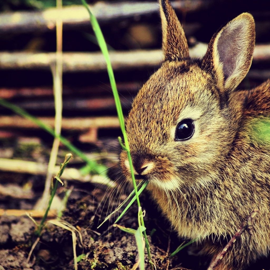 Обои трава, кролик, кролики, grass, rabbit, rabbits разрешение 2000x1330 Загрузить