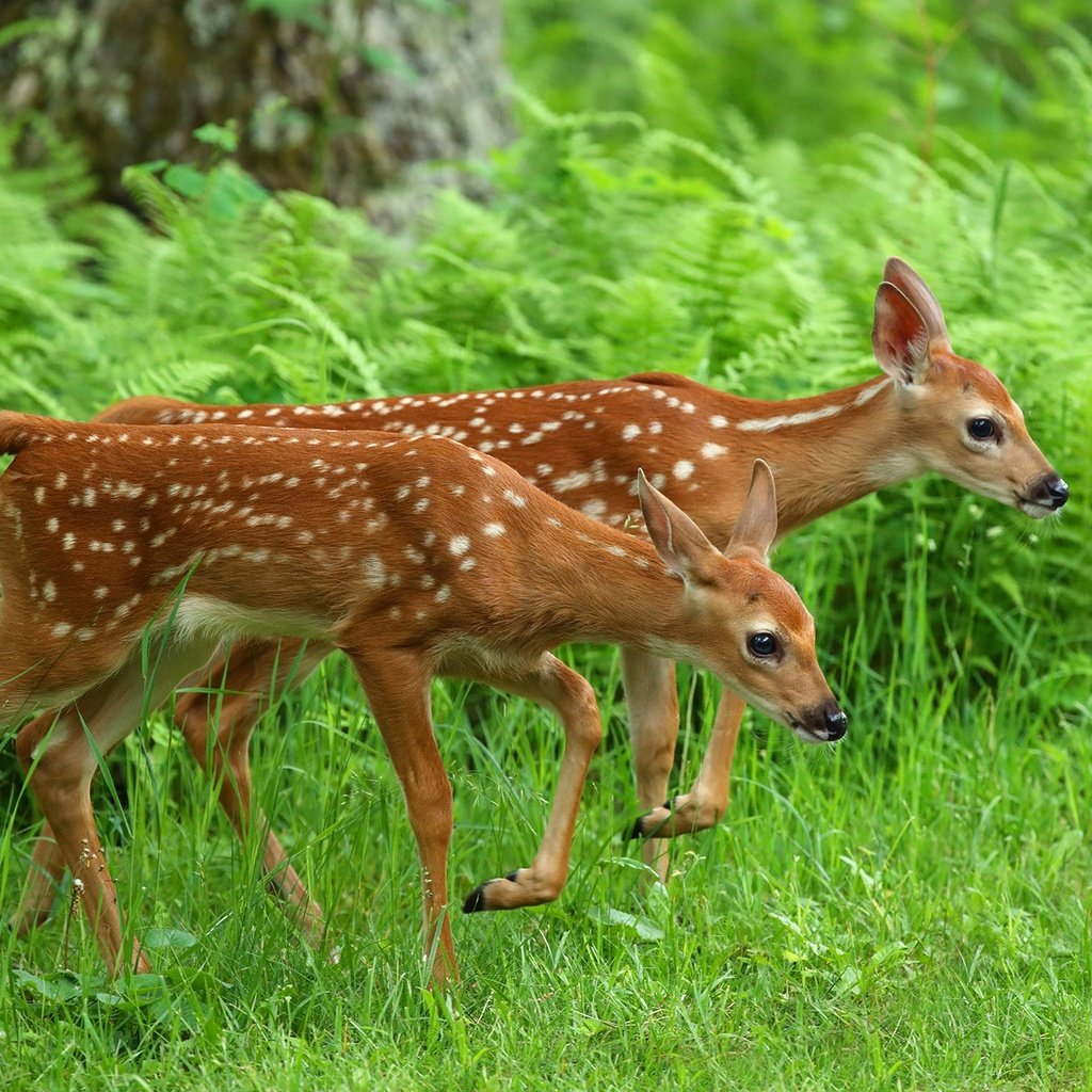 Обои трава, олень, животные, олени, папоротник, оленята, grass, deer, animals, fern, fawns разрешение 2048x1365 Загрузить