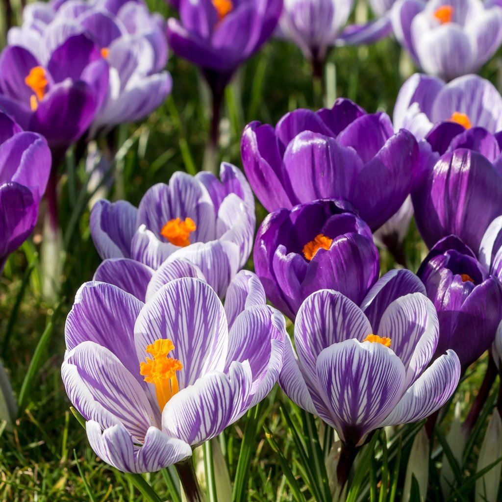 Обои цветы, весна, сиреневый, крокусы, шафран, flowers, spring, lilac, crocuses, saffron разрешение 2048x1361 Загрузить