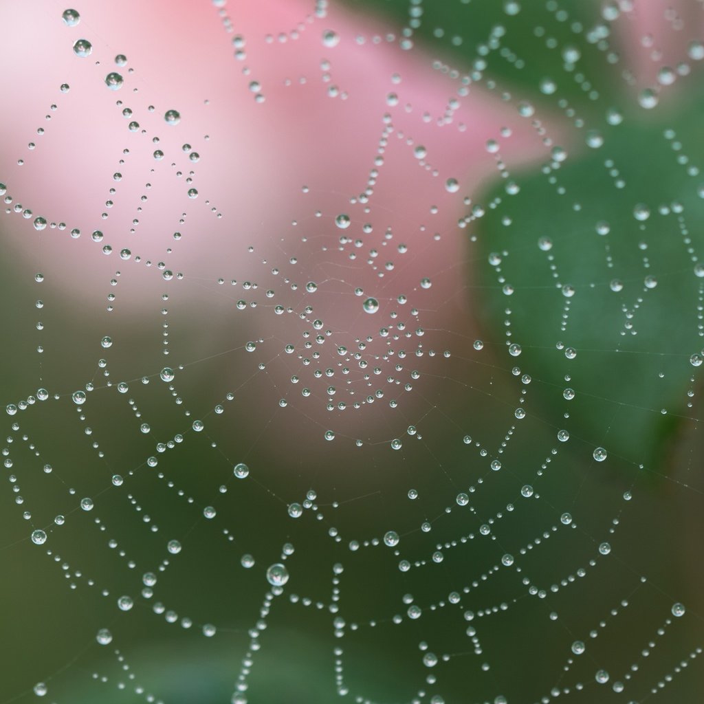 Обои вода, макро, роса, капли, капельки, паутина, сеть, ловушка, water, macro, rosa, drops, droplets, web, network, trap разрешение 2400x2400 Загрузить