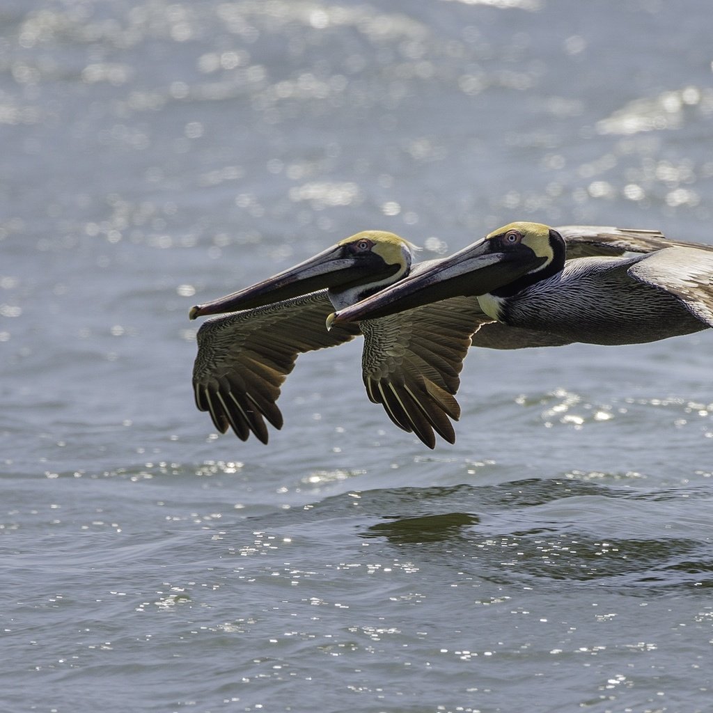 Обои вода, полет, птицы, пеликан, пеликаны, water, flight, birds, pelican, pelicans разрешение 2000x1250 Загрузить