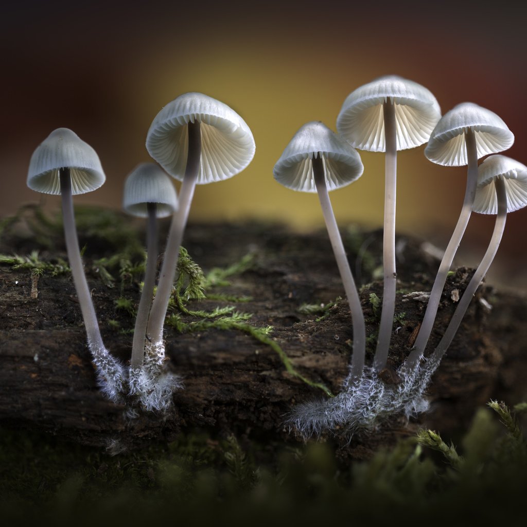 Обои природа, лес, осень, грибы, шляпки, sophiaspurgin, nature, forest, autumn, mushrooms, hats разрешение 5760x3840 Загрузить