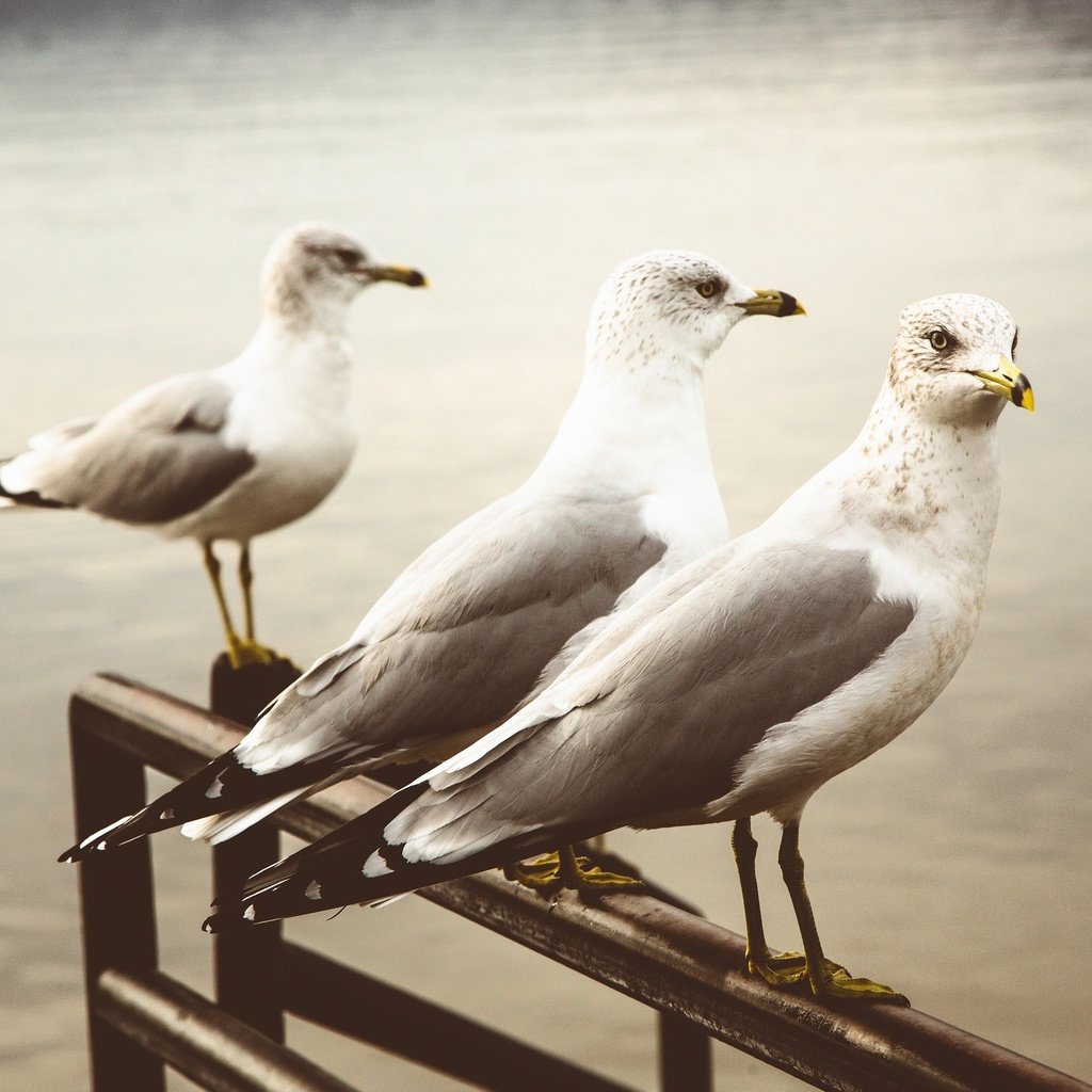 Обои фон, чайка, птицы, клюв, перья, чайки, background, seagull, birds, beak, feathers, seagulls разрешение 2048x1365 Загрузить