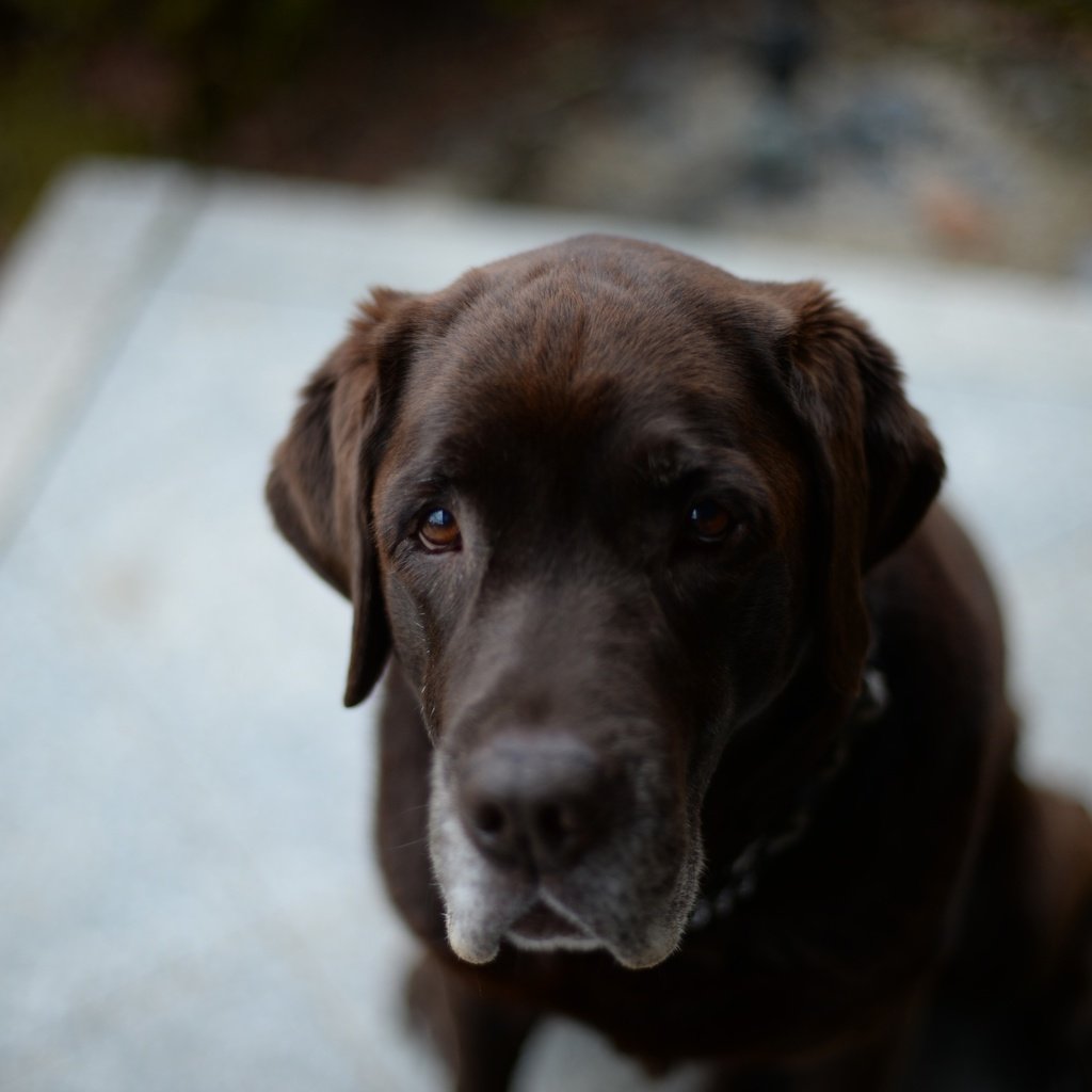 Обои глаза, морда, взгляд, собака, лабрадор, ретривер, eyes, face, look, dog, labrador, retriever разрешение 3840x2556 Загрузить