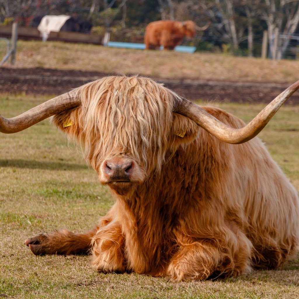 Обои животное, рога, корова, хайленд, animal, horns, cow, highland разрешение 3840x2560 Загрузить