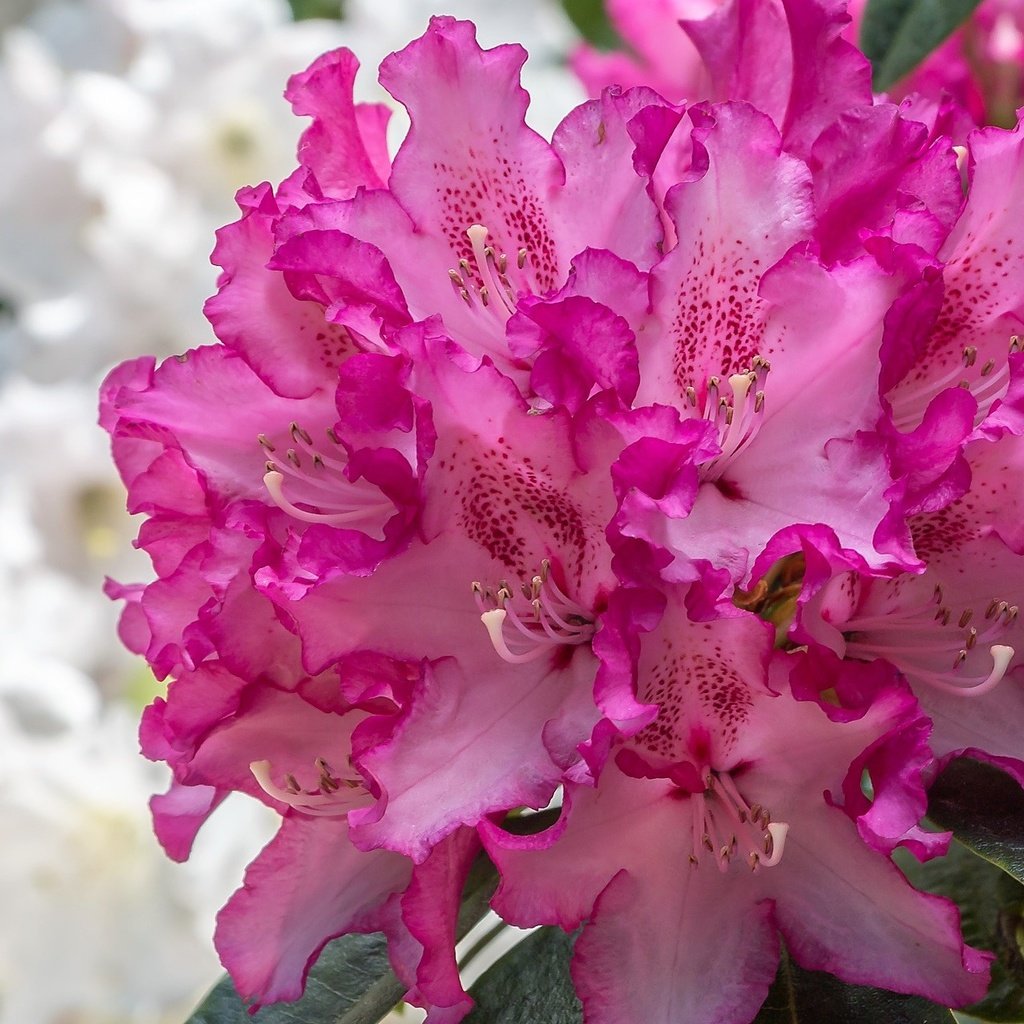 Обои цветы, макро, азалия, рододендрон, flowers, macro, azalea, rhododendron разрешение 2048x1278 Загрузить