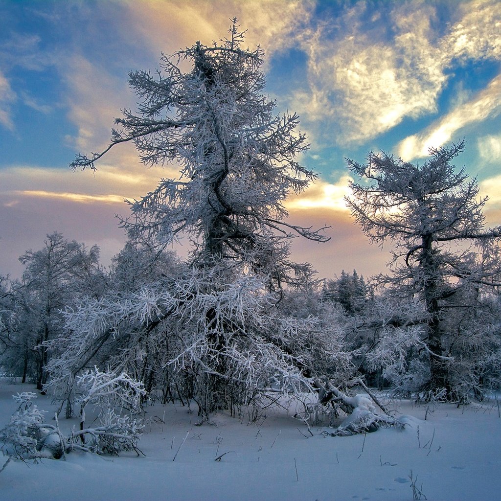 Обои небо, облака, деревья, снег, зима, the sky, clouds, trees, snow, winter разрешение 1920x1280 Загрузить