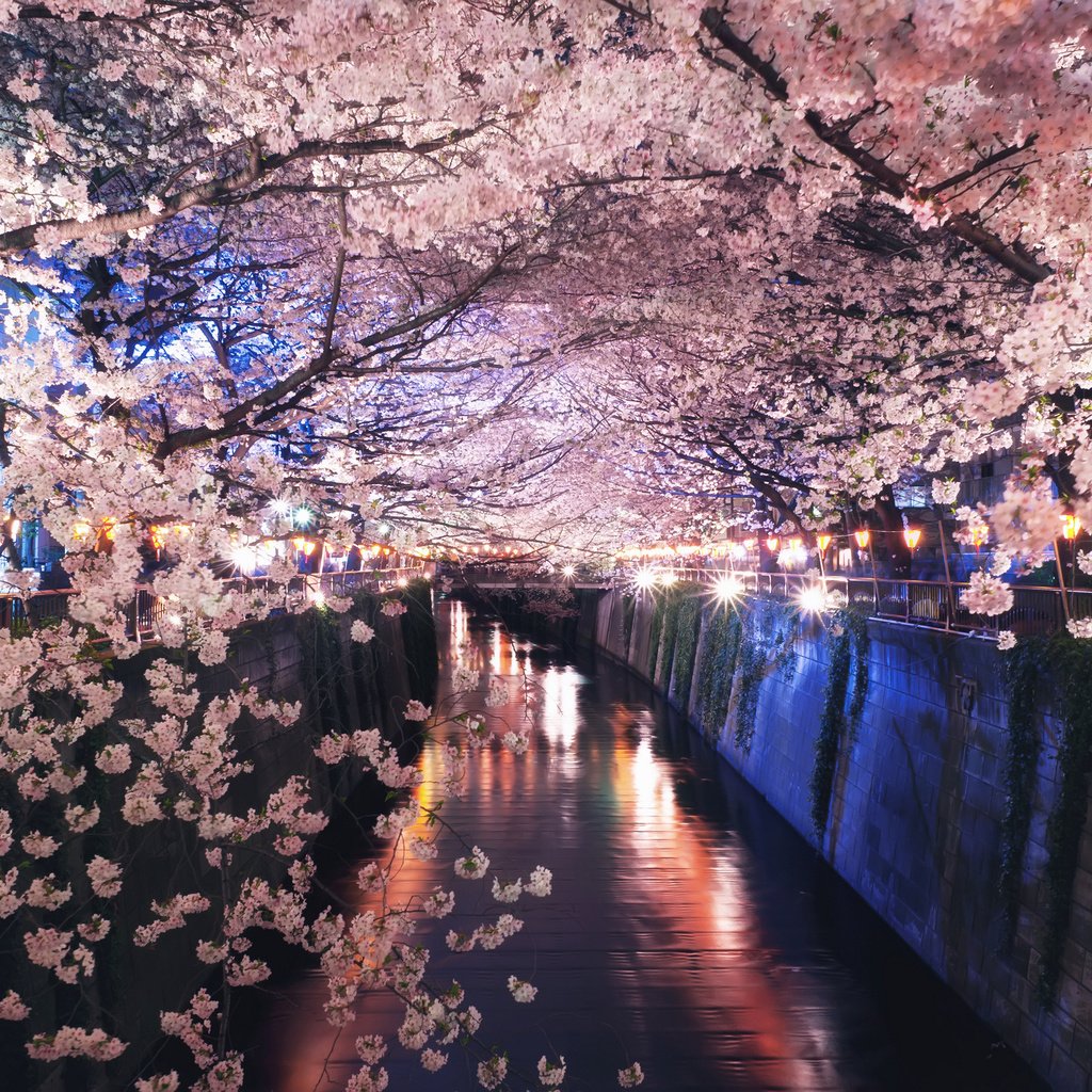 Обои ночь, огни, цветение, канал, япония, весна, сакура, night, lights, flowering, channel, japan, spring, sakura разрешение 2048x1363 Загрузить