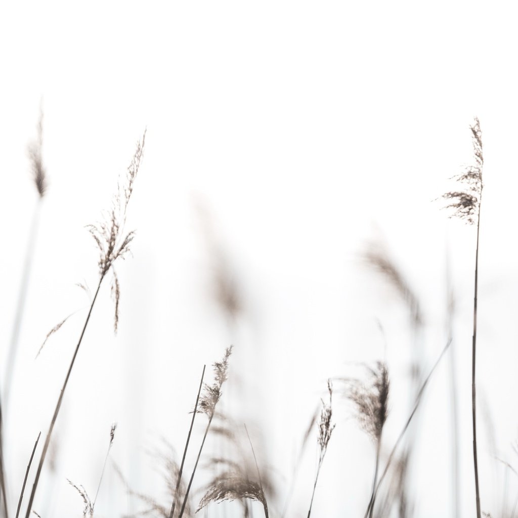 Обои трава, природа, фон, птица, колоски, grass, nature, background, bird, spikelets разрешение 3821x2139 Загрузить