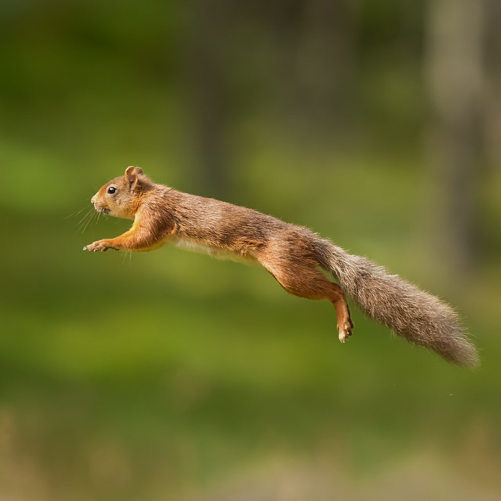 Обои пушистый, прыжок, белка, хвост, белочка, грызун, fluffy, jump, protein, tail, squirrel, rodent разрешение 1920x1200 Загрузить