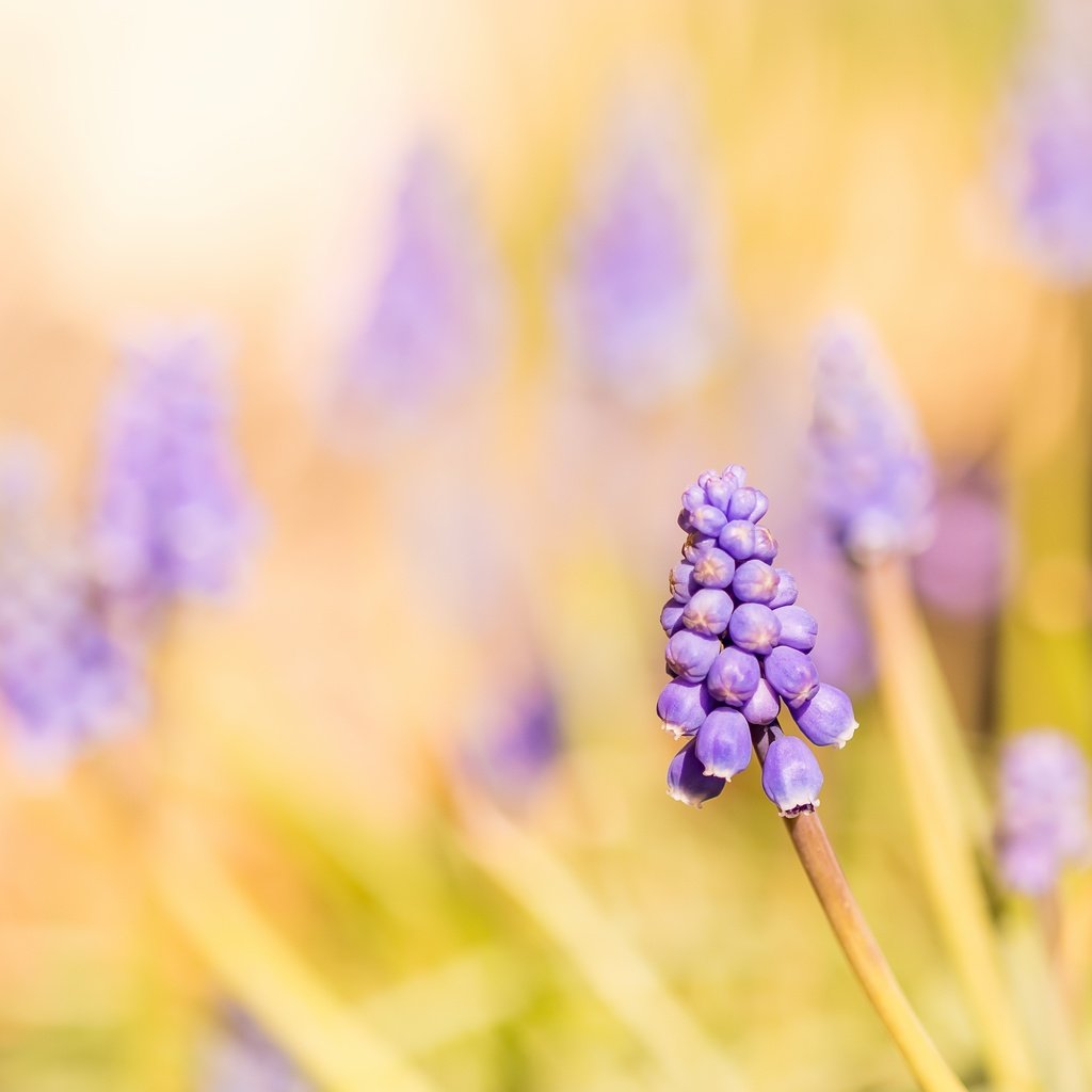 Обои свет, цветы, природа, мускари, light, flowers, nature, muscari разрешение 3911x2607 Загрузить