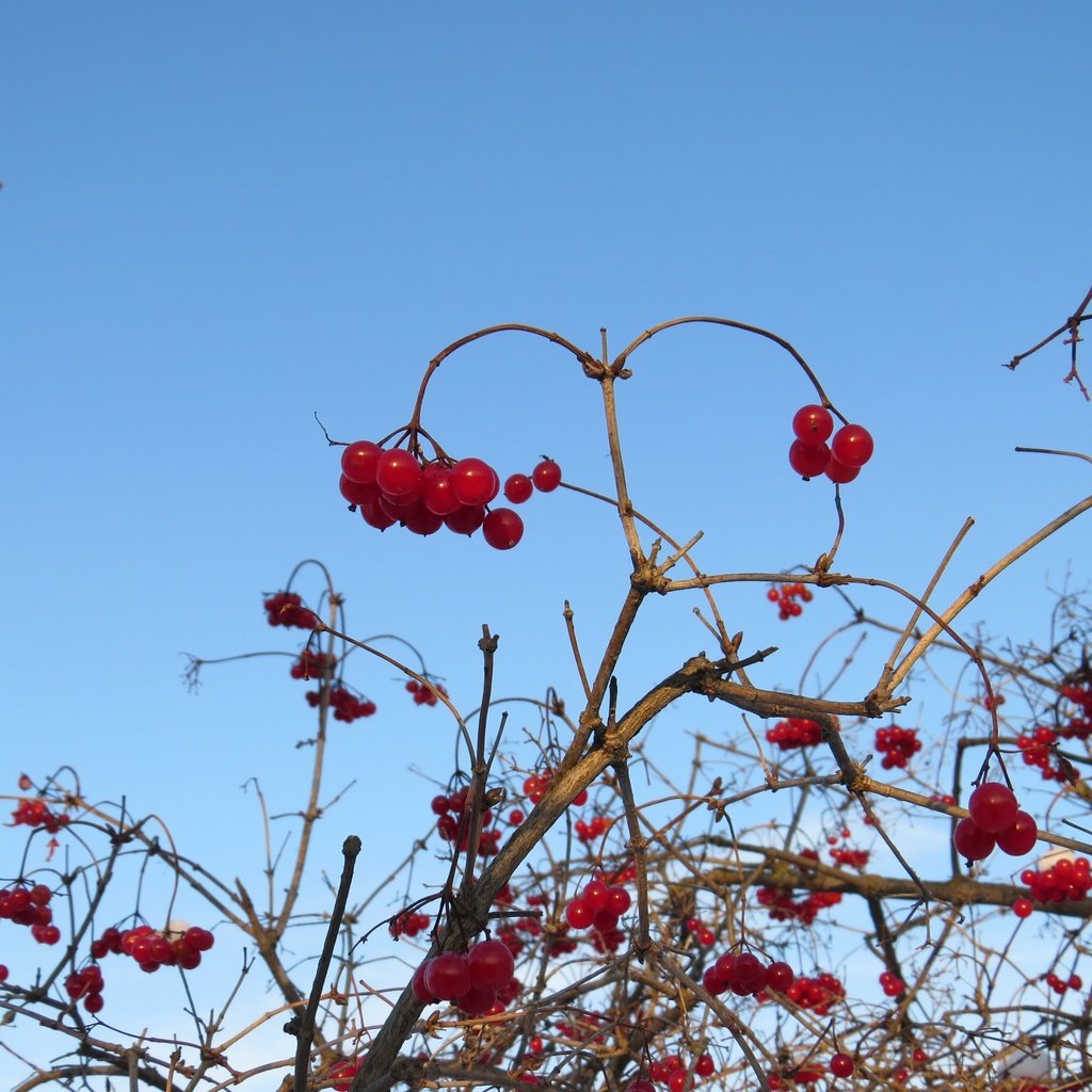 Обои небо, ветки, ягоды, куст, калина, the sky, branches, berries, bush, kalina разрешение 4000x3000 Загрузить