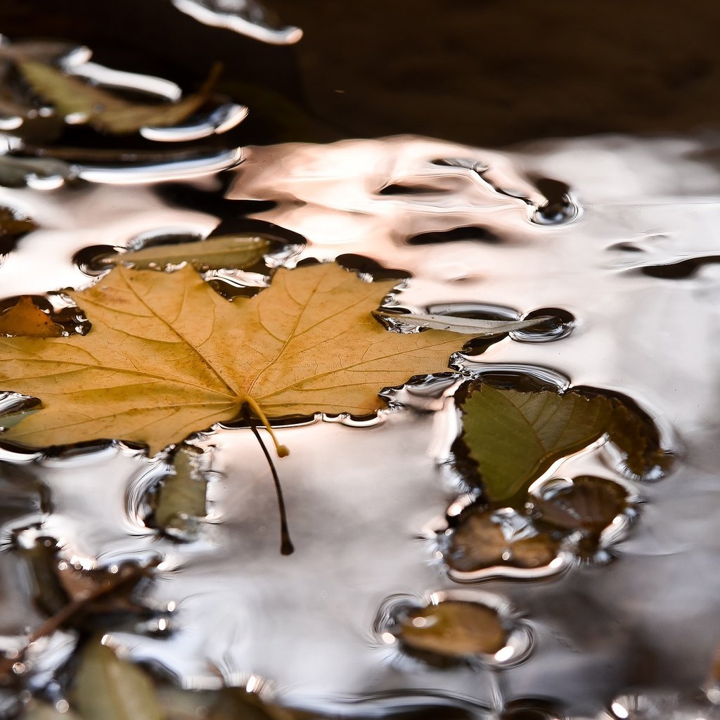 Обои вода, природа, осень, лист, кленовый лист, лужа, water, nature, autumn, sheet, maple leaf, puddle разрешение 2048x1367 Загрузить