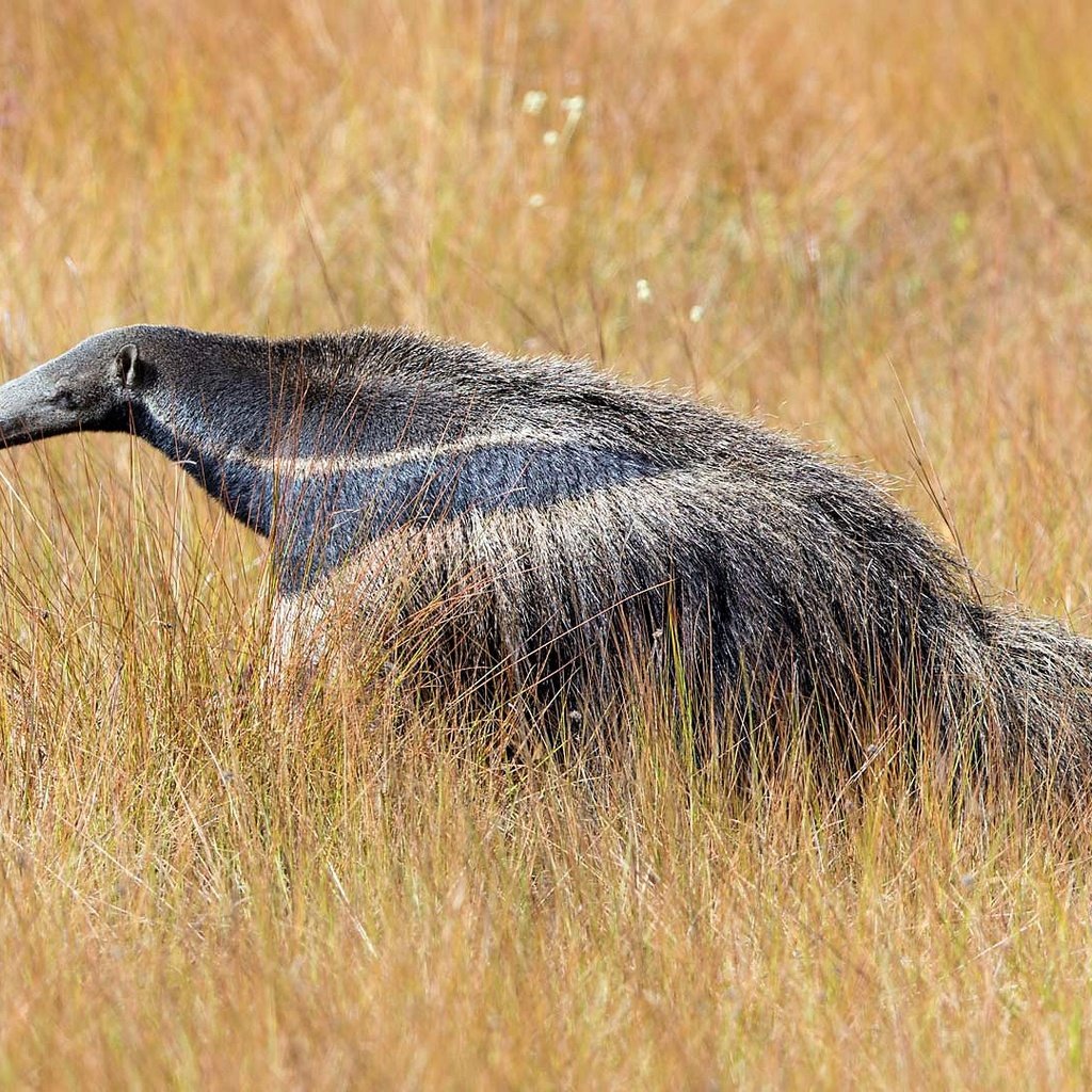 Обои трава, природа, животные, муравьед, grass, nature, animals, anteater разрешение 1920x1080 Загрузить