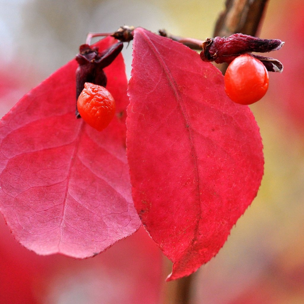 Обои природа, листья, макро, осень, размытость, ягоды, плод, nature, leaves, macro, autumn, blur, berries, the fruit разрешение 2048x1360 Загрузить