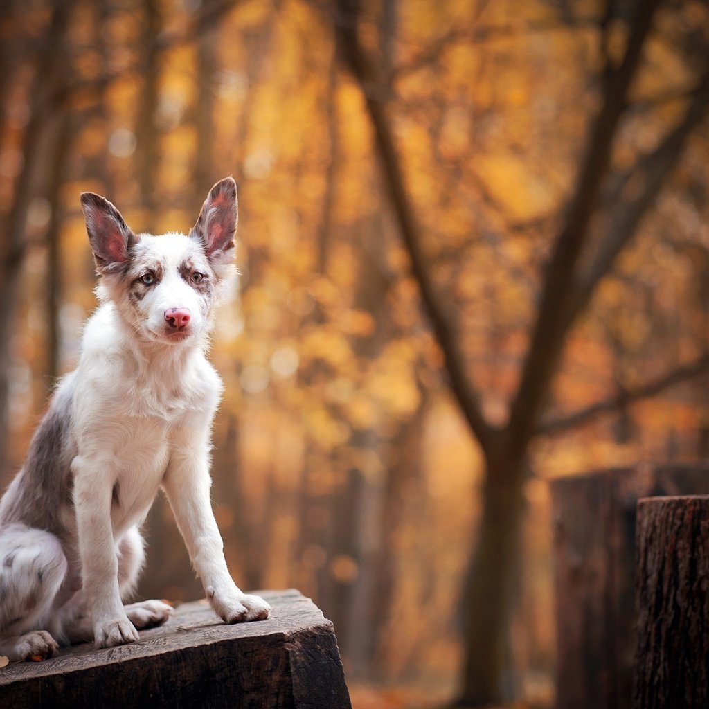 Обои морда, лапы, взгляд, собака, друг, лавка, бордер-колли, face, paws, look, dog, each, shop, the border collie разрешение 2000x1335 Загрузить