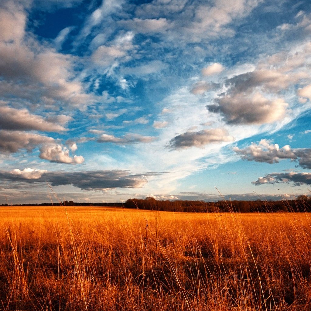 Обои небо, трава, облака, поле, the sky, grass, clouds, field разрешение 1920x1080 Загрузить