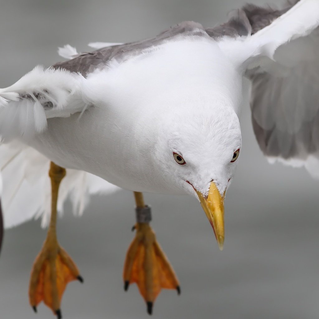 Обои природа, полет, лапы, крылья, чайка, птица, nature, flight, paws, wings, seagull, bird разрешение 2048x1106 Загрузить