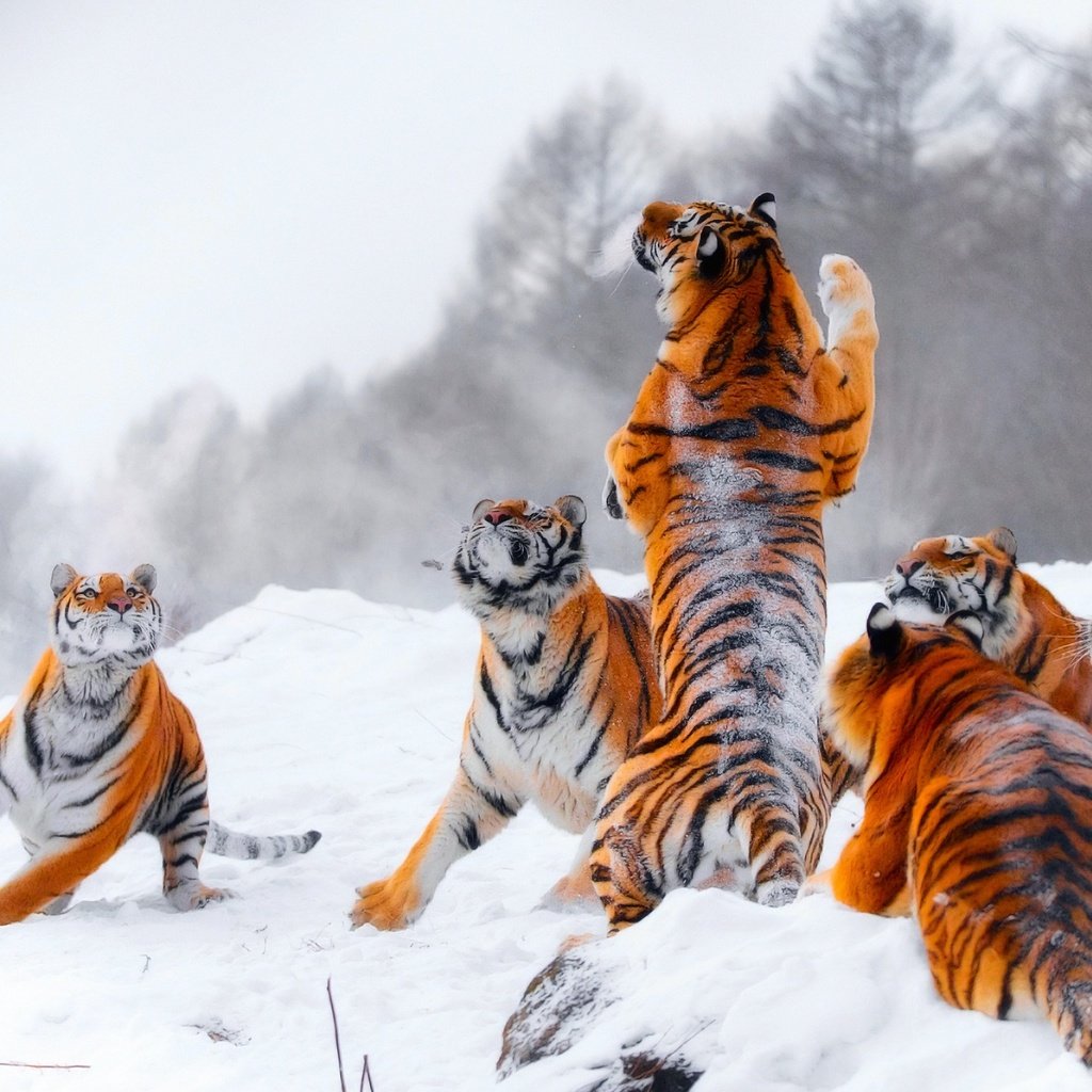 Обои тигр, снег, зима, прыжок, игра, стойка, тигры, tiger, snow, winter, jump, the game, stand, tigers разрешение 2048x1366 Загрузить