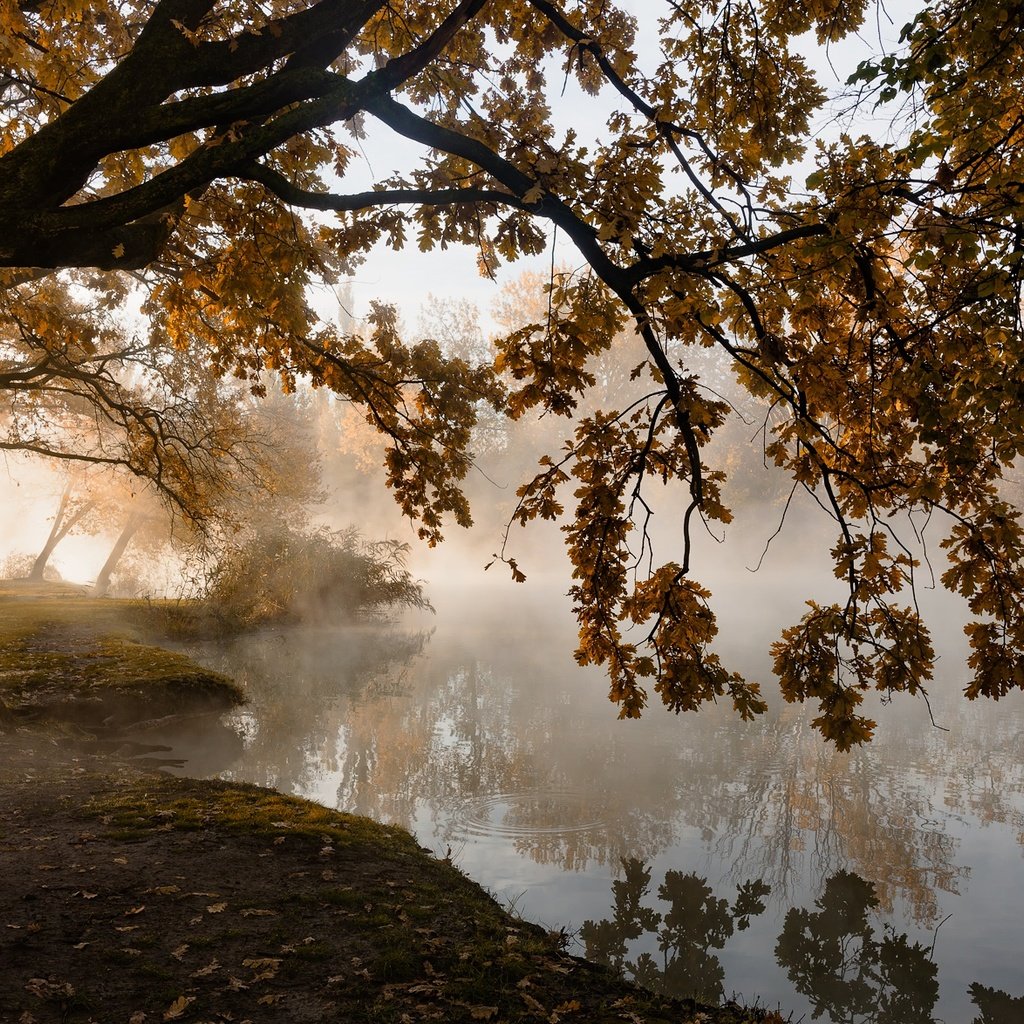 Обои деревья, листья, туман, осень, пруд, тишина, trees, leaves, fog, autumn, pond, silence разрешение 2000x1174 Загрузить