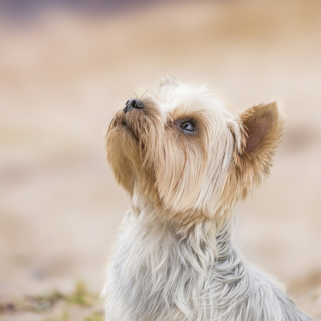 Обои фон, собака, песик, мордашка, йоркширский терьер, background, dog, doggie, face, yorkshire terrier разрешение 3916x3132 Загрузить