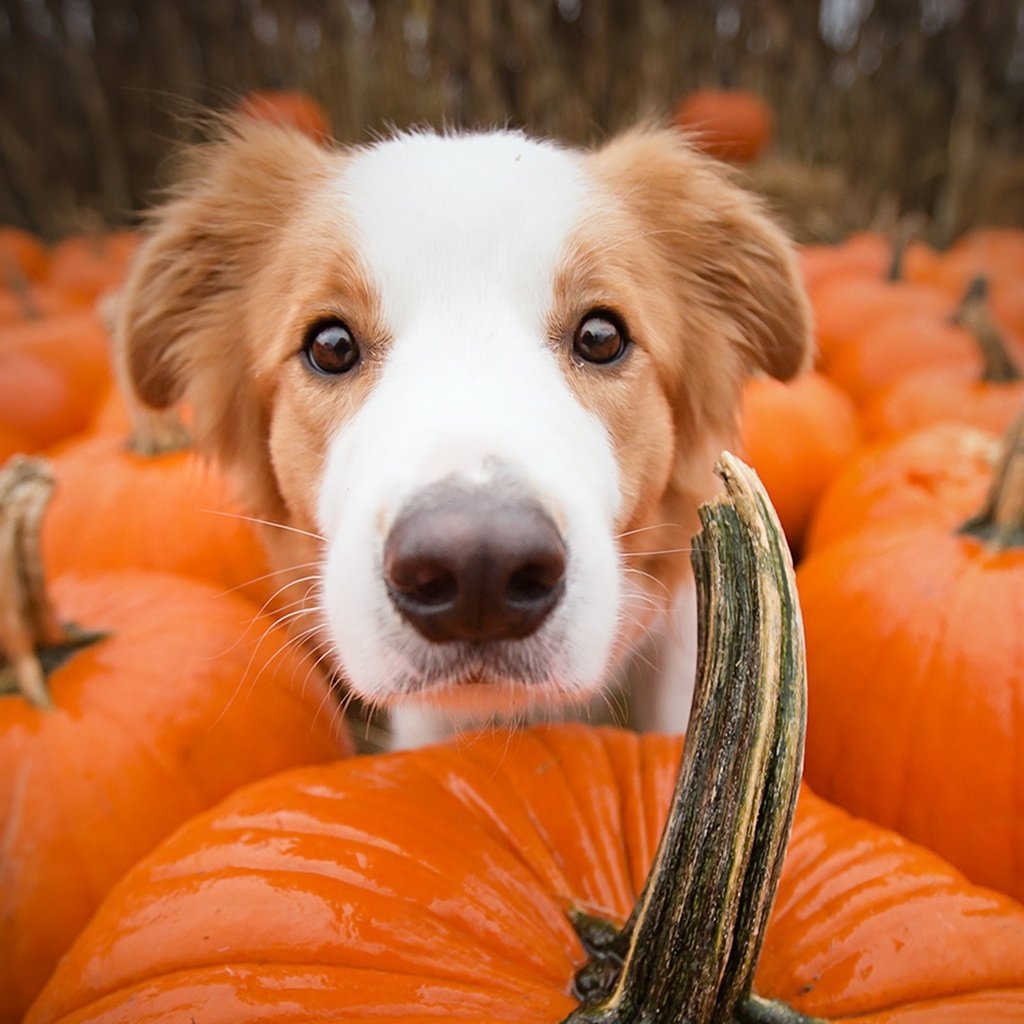 Обои морда, взгляд, собака, друг, тыквы, alicja zmysłowska, face, look, dog, each, pumpkin разрешение 1920x1080 Загрузить