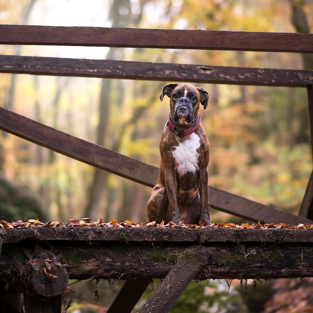 Обои листья, мост, взгляд, осень, собака, друг, боксер, leaves, bridge, look, autumn, dog, each, boxer разрешение 2048x1365 Загрузить
