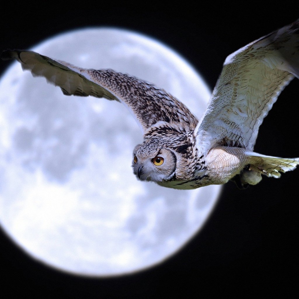 Обои ночь, сова, полет, луна, крылья, птица, night, owl, flight, the moon, wings, bird разрешение 2085x1384 Загрузить