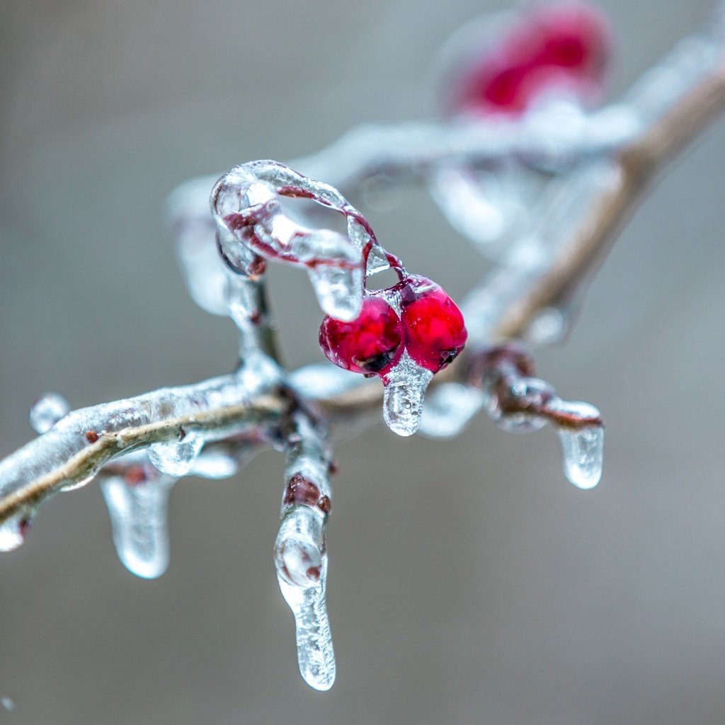 Обои ветка, природа, фон, лёд, ягоды, сосулька, рябина, ветки.ягоды, branch, nature, background, ice, berries, icicle, rowan, branch.berries разрешение 2560x1600 Загрузить