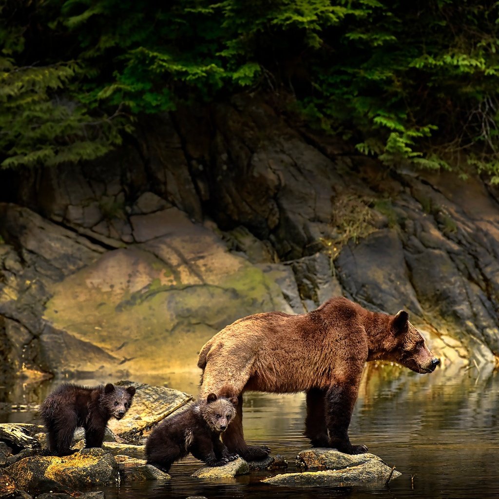 Обои вода, медвежата, природа, камни, животные, ветки, медведи, детеныши, медведица, water, nature, stones, animals, branches, bears, cubs, bear разрешение 2048x1367 Загрузить